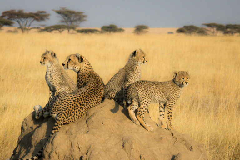 cheet