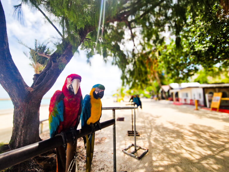 Parrots in the Maldives